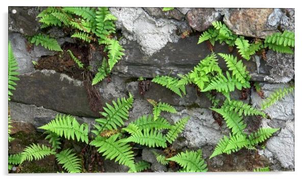 Close up of old stone wall with wild fern, Polypodiopsida or Polypodiophyta. Acrylic by Irena Chlubna