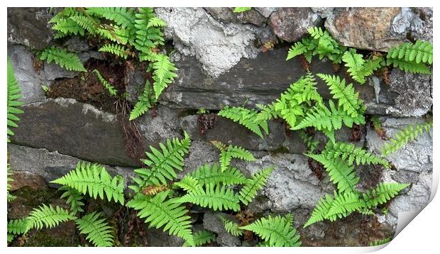 Close up of old stone wall with wild fern, Polypodiopsida or Polypodiophyta. Print by Irena Chlubna