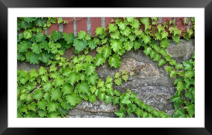 Green ivy vines on the stone wall (Hedera) Framed Mounted Print by Irena Chlubna