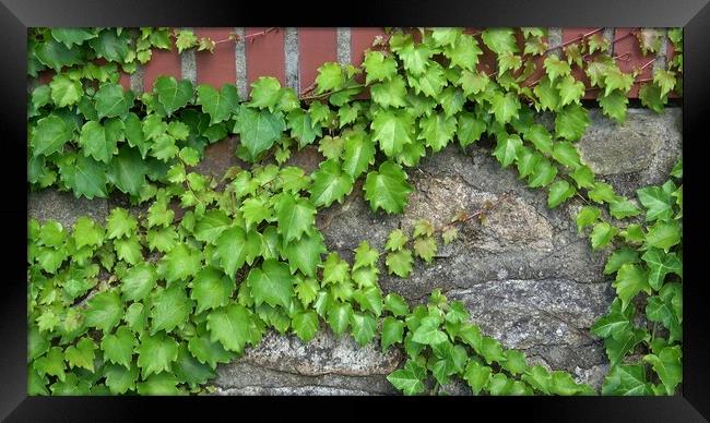 Green ivy vines on the stone wall (Hedera) Framed Print by Irena Chlubna
