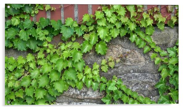 Green ivy vines on the stone wall (Hedera) Acrylic by Irena Chlubna