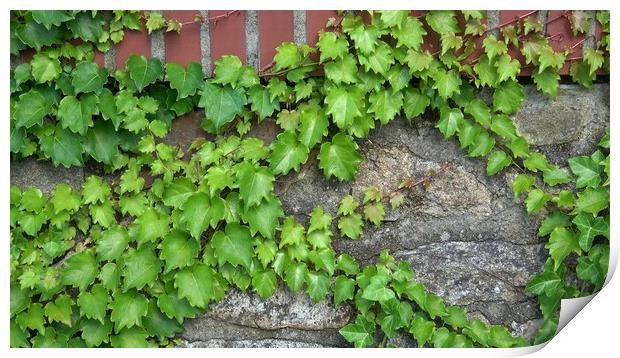 Green ivy vines on the stone wall (Hedera) Print by Irena Chlubna