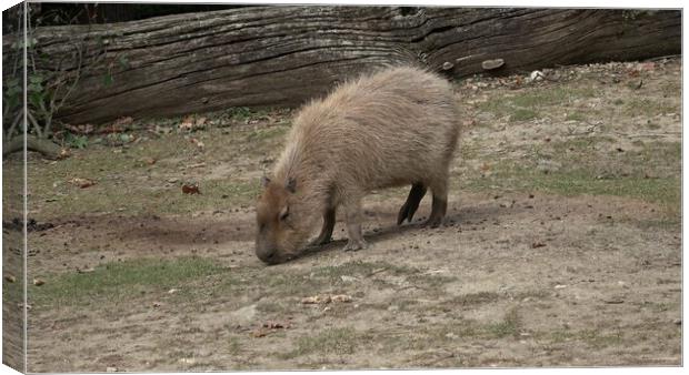 The capybara, Hydrochoerus hydrochaeris is a mammal native to South America. It is the largest living rodent in the world. Canvas Print by Irena Chlubna