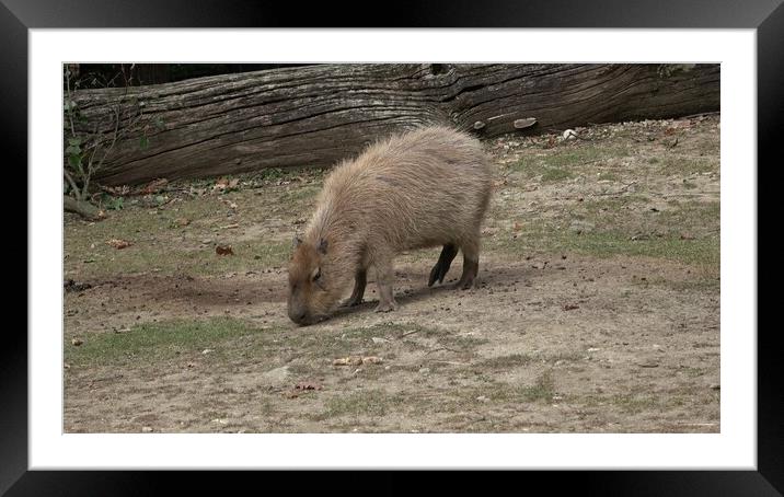 The capybara, Hydrochoerus hydrochaeris is a mammal native to South America. It is the largest living rodent in the world. Framed Mounted Print by Irena Chlubna