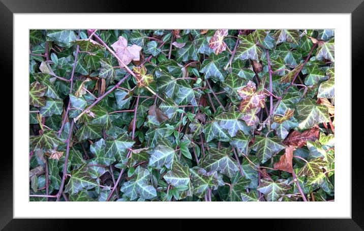 Detail of green hedera helix leaves. Framed Mounted Print by Irena Chlubna