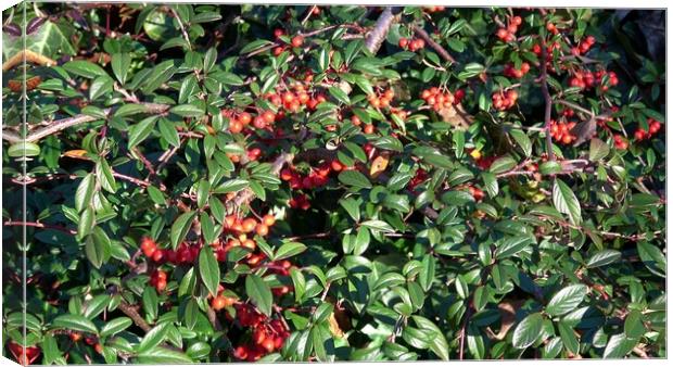 Shrub with red berries. Willow-leaved cotoneaster, Cotoneaster salicifolius. Canvas Print by Irena Chlubna