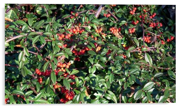Shrub with red berries. Willow-leaved cotoneaster, Cotoneaster salicifolius. Acrylic by Irena Chlubna