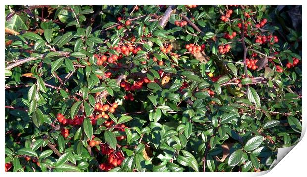 Shrub with red berries. Willow-leaved cotoneaster, Cotoneaster salicifolius. Print by Irena Chlubna