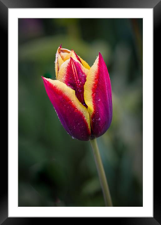 two coloured tulip Framed Mounted Print by Alan Tunnicliffe