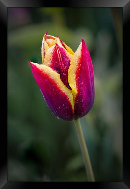 two coloured tulip Framed Print by Alan Tunnicliffe