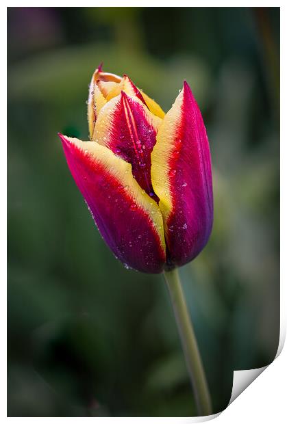 two coloured tulip Print by Alan Tunnicliffe