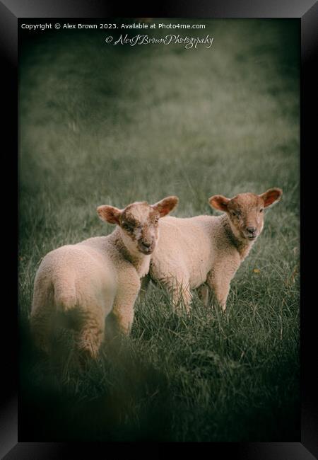 Lambs Framed Print by Alex Brown
