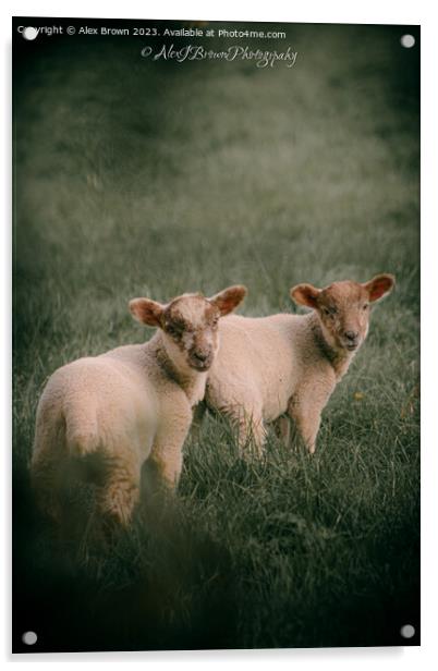 Lambs Acrylic by Alex Brown