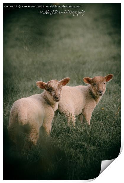 Lambs Print by Alex Brown