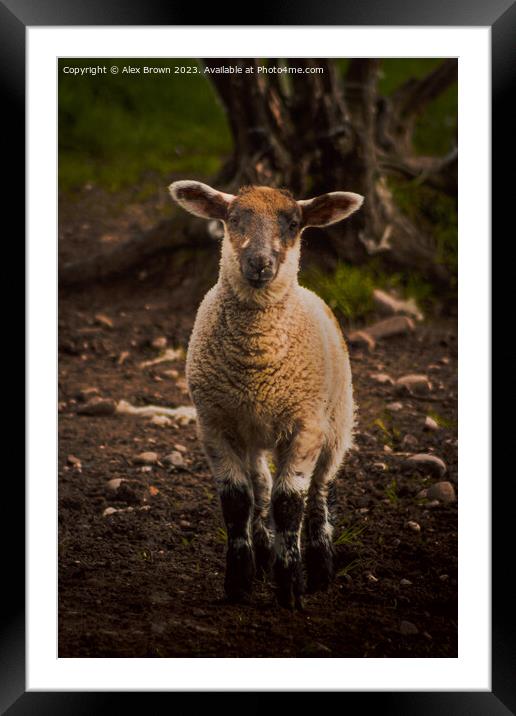 Lamb in the way Framed Mounted Print by Alex Brown