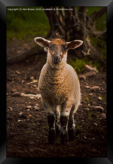 Lamb in the way Framed Print by Alex Brown