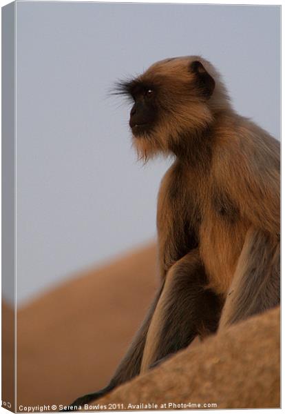 Langur Monkey in Quiet Contemplation, Hampi, India Canvas Print by Serena Bowles