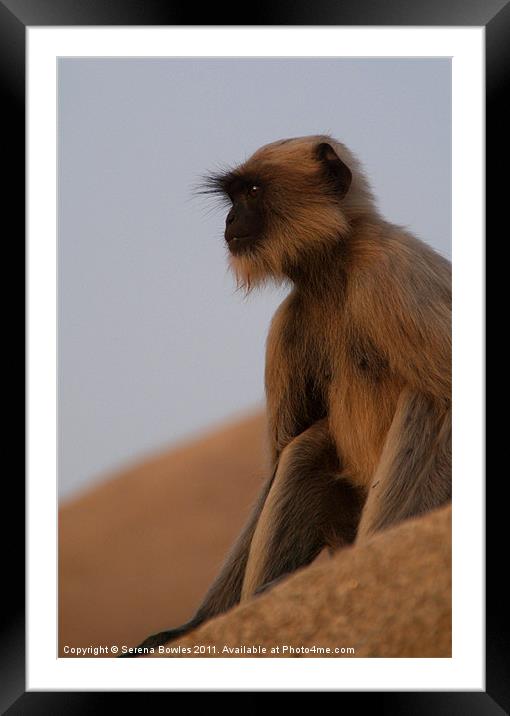 Langur Monkey in Quiet Contemplation, Hampi, India Framed Mounted Print by Serena Bowles