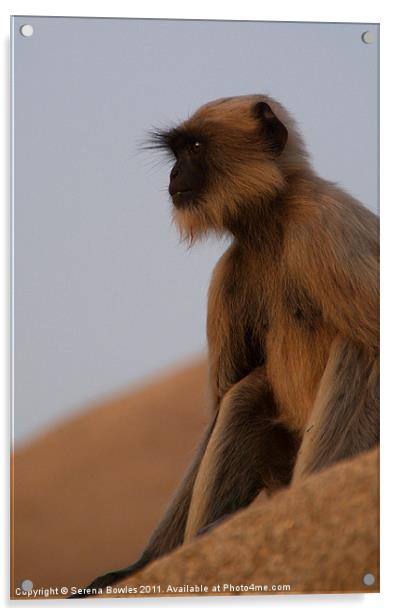 Langur Monkey in Quiet Contemplation, Hampi, India Acrylic by Serena Bowles