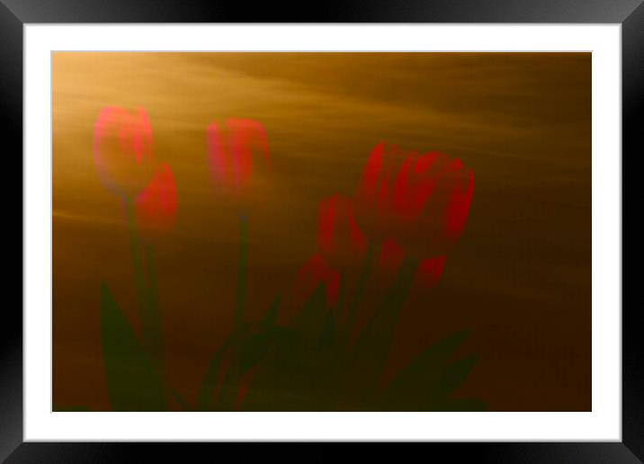 Desert Tulips Framed Mounted Print by Glen Allen