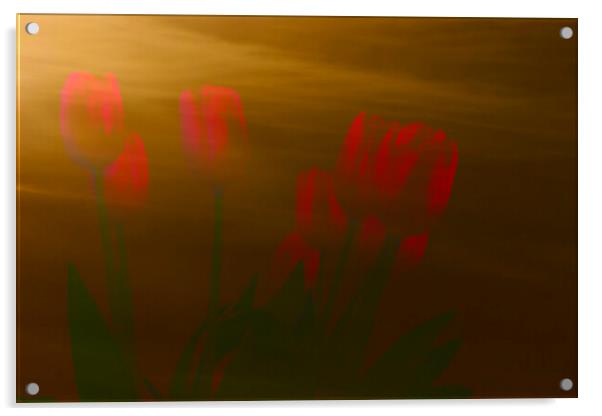 Desert Tulips Acrylic by Glen Allen