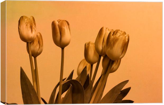 Stylised Tulips Canvas Print by Glen Allen