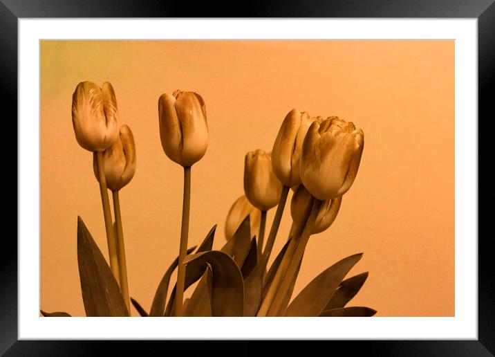 Stylised Tulips Framed Mounted Print by Glen Allen