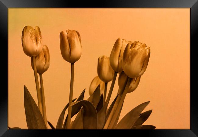 Stylised Tulips Framed Print by Glen Allen