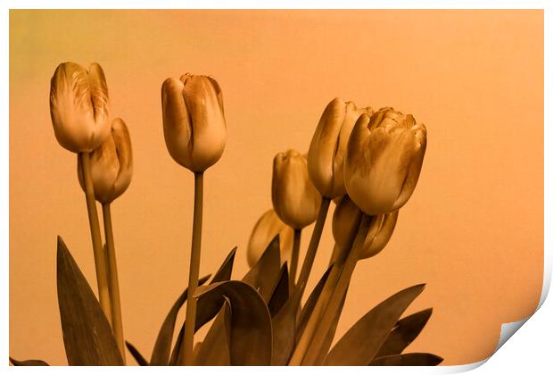 Stylised Tulips Print by Glen Allen