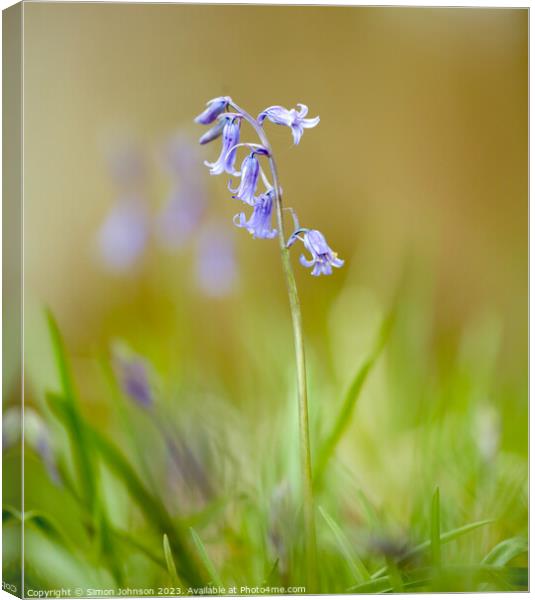Bluebell in the breeze Canvas Print by Simon Johnson