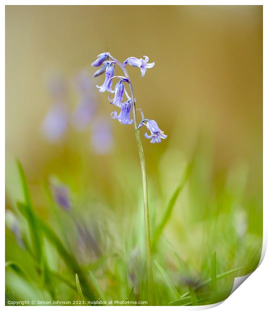 Bluebell in the breeze Print by Simon Johnson