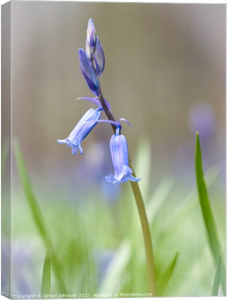 juvenille Bluebell Canvas Print by Simon Johnson