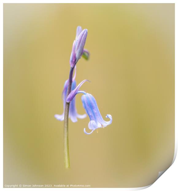 bluebell close up  Print by Simon Johnson
