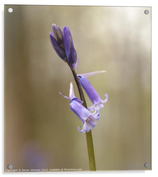 juvenile bluebell  Acrylic by Simon Johnson