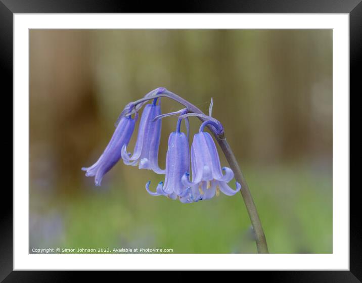 Bluebell close  up Framed Mounted Print by Simon Johnson