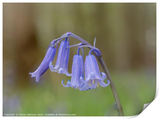 Bluebell close  up Print by Simon Johnson