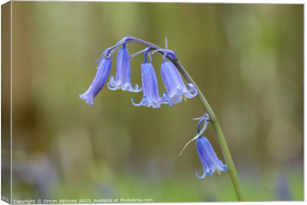 Bluebells  Canvas Print by Simon Johnson