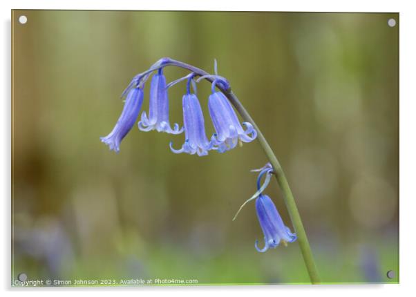 Bluebells  Acrylic by Simon Johnson