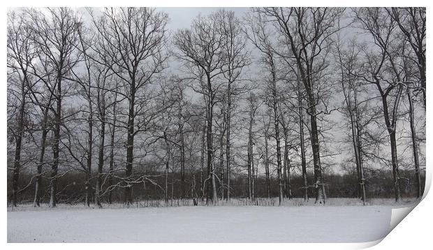 Trees without leaves in winter, snowy sky Print by Irena Chlubna