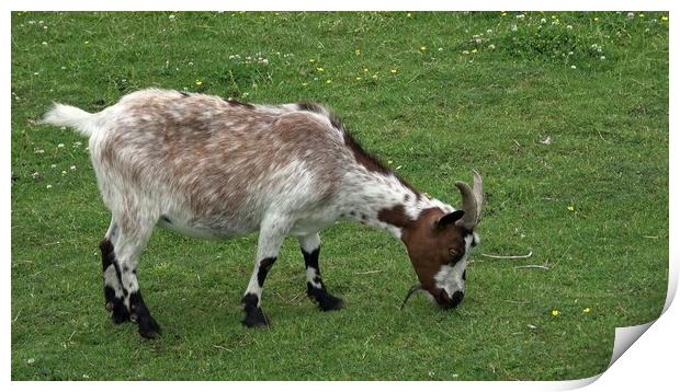 Domestic goat grazing on green meadow Print by Irena Chlubna