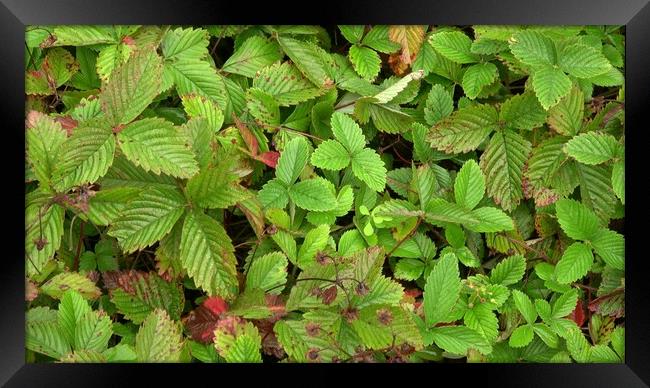Medicinal herb. Fragaria moschata, outdoor plants Framed Print by Irena Chlubna