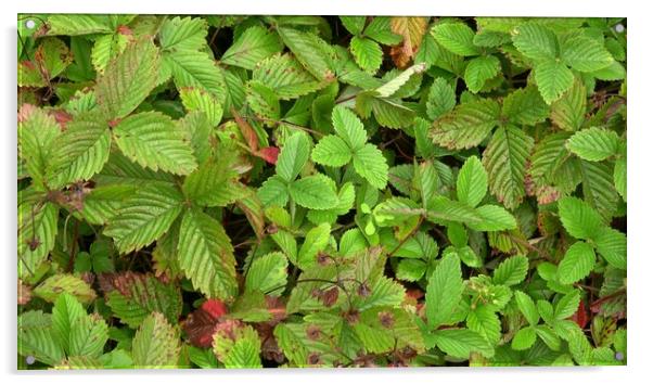 Medicinal herb. Fragaria moschata, outdoor plants Acrylic by Irena Chlubna