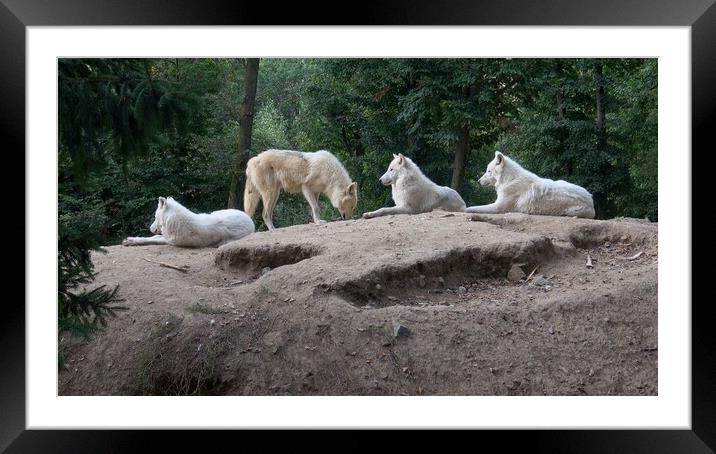 Arctic wolf (Canis lupus arctos), also known as the white wolf or polar wolf Framed Mounted Print by Irena Chlubna