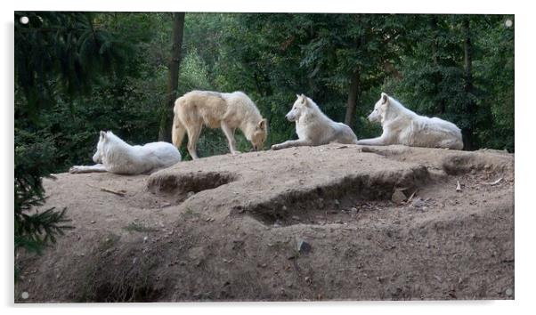 Arctic wolf (Canis lupus arctos), also known as the white wolf or polar wolf Acrylic by Irena Chlubna