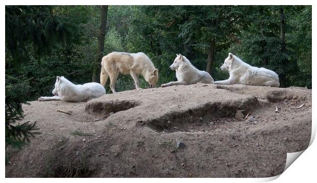 Arctic wolf (Canis lupus arctos), also known as the white wolf or polar wolf Print by Irena Chlubna