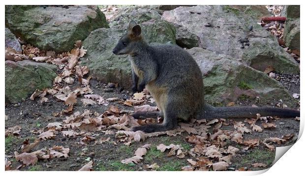 Swamp wallaby (Wallabia bicolor). Also commonly known as black wallaby, black-tailed wallaby, fern wallaby, black pademelon, stinker, black stinker. Print by Irena Chlubna