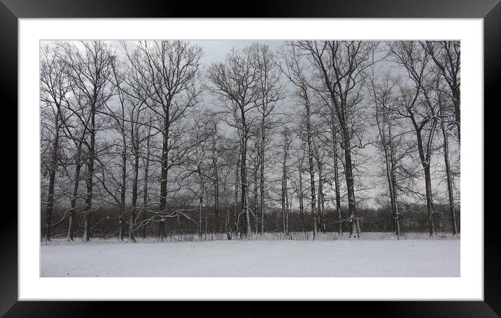 Trees without leaves in winter, snowy sky Framed Mounted Print by Irena Chlubna