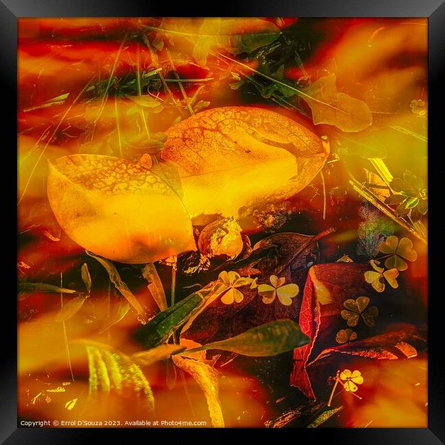 Orange and yellow succulent abstract Framed Print by Errol D'Souza