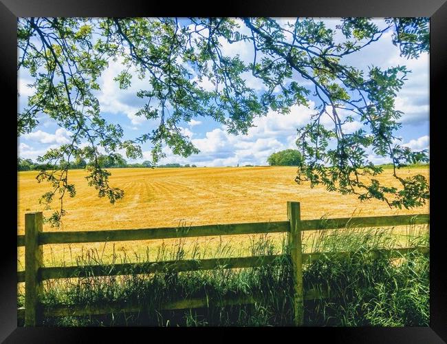 Glorious Golden Cornfield Framed Print by Peter Lewis