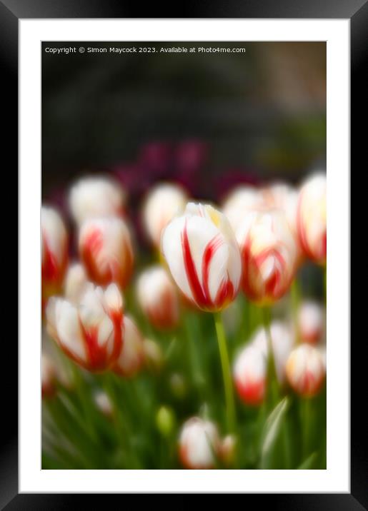 White and Red Tulips Framed Mounted Print by Simon Maycock